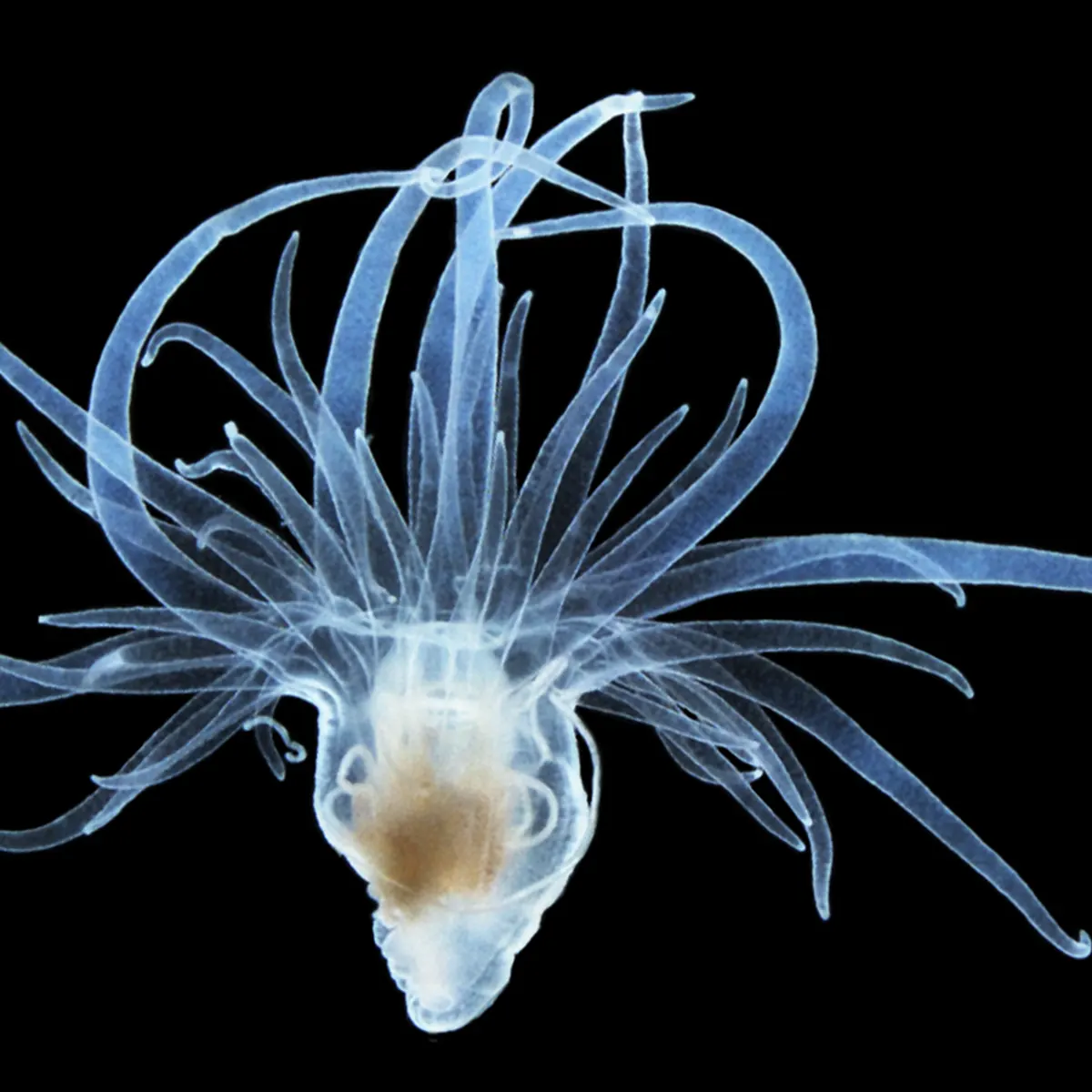A translucent Aiptasia sea anemone with long tentacles, photographed on black